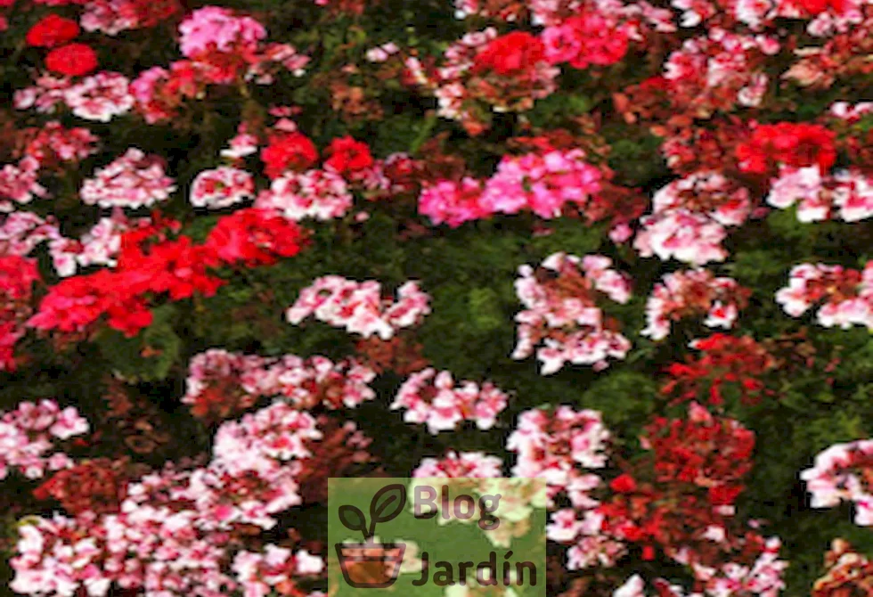 Imagen de un jardín con plantas de Carolina Geranium en plena floración, mostrando su belleza natural y vitalidad, junto con una variedad de colores vibrantes. Representación visual de los beneficios y cuidados de esta planta en el hogar.