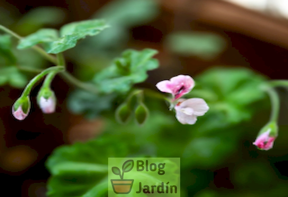 Imagen de una planta de Carolina Geranium en pleno crecimiento, junto con sus hojas verdes y flores rosadas, ilustrando la belleza de esta planta y su potencial como planta ornamental y medicinal.