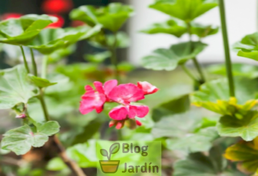 'Imagen de una planta de Carolina Geranium en crecimiento, con flores rosadas y hojas verdes, en un entorno de jardín. Representación visual de la belleza y beneficios de esta planta perenne'.