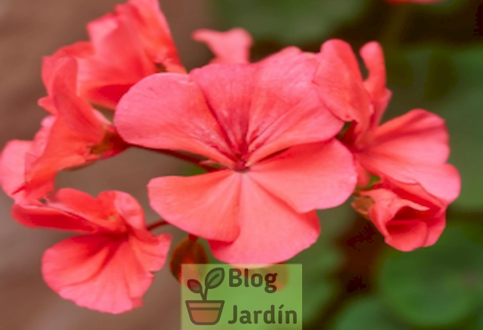 Imagen de una planta de Carolina Geranium con flores rosadas en un jardín, ilustrando su belleza y beneficios para la salud.