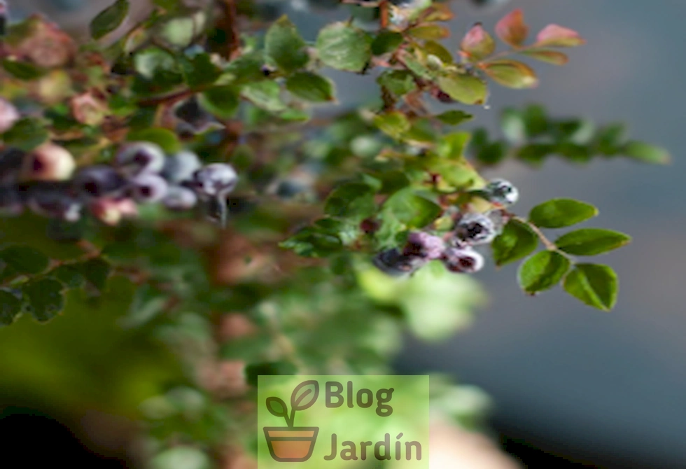 Imagen de un arándano sano y frondoso en una maceta, como ejemplo de una exitosa plantación casera de arándanos.