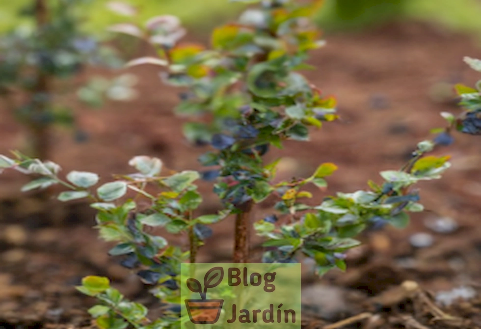Imagen de arándanos recién plantados en un jardín casero bien cuidado.