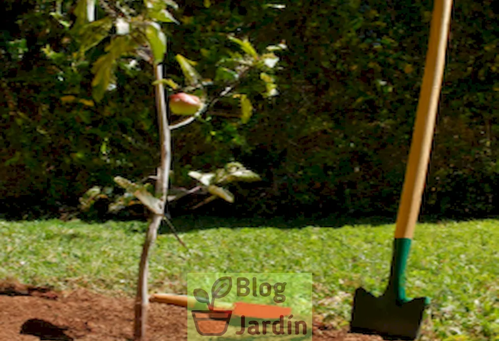 Imagen de un árbol de manzana Honeycrisp recién plantado en un jardín, con tierra fresca y herramientas de jardinería alrededor.