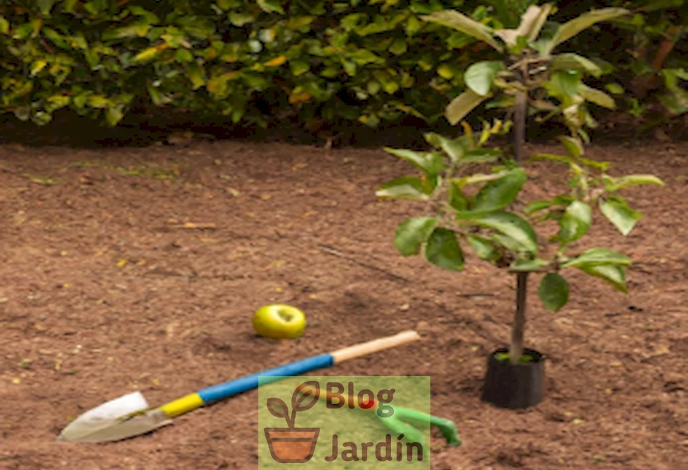 Imagen de un árbol de manzana Honeycrisp recién plantado en un jardín, rodeado de tierra fresca y herramientas de jardinería.