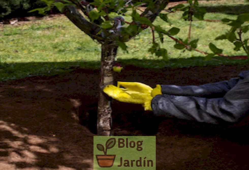 Imagen de un árbol de manzana Honeycrisp recién plantado en un jardín, con raíces expuestas y una persona usando guantes de jardinería para ayudar en la plantación.