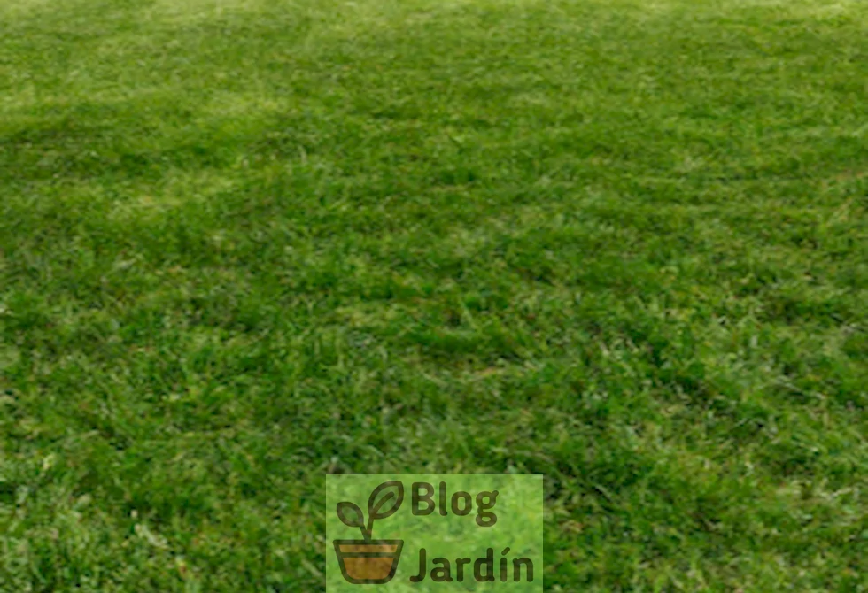 Imagen de un césped verde y limpio, libre de Spurweed después de aplicar métodos de eliminación eficaces.