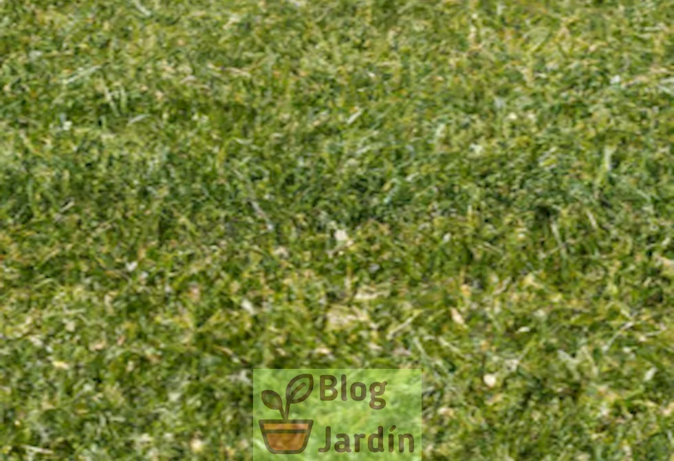 Imagen de un césped perfectamente cuidado, libre de Spurweed gracias a métodos eficaces de eliminación.