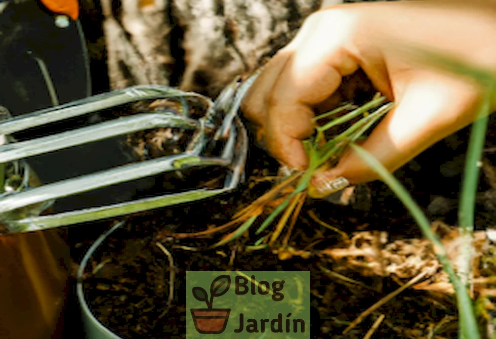 Imagen mostrando el proceso de preparación del té de estiércol para enriquecer el suelo y cuidar tus plantas