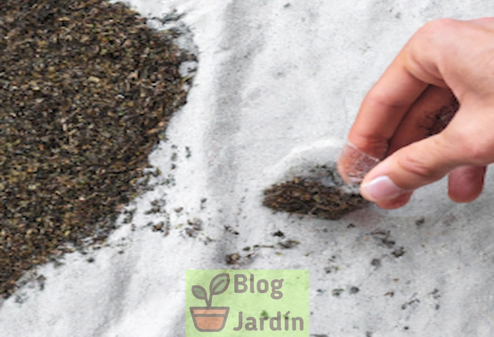 Imagen ilustrativa de la preparación de té de estiércol para enriquecer el suelo de tus plantas.