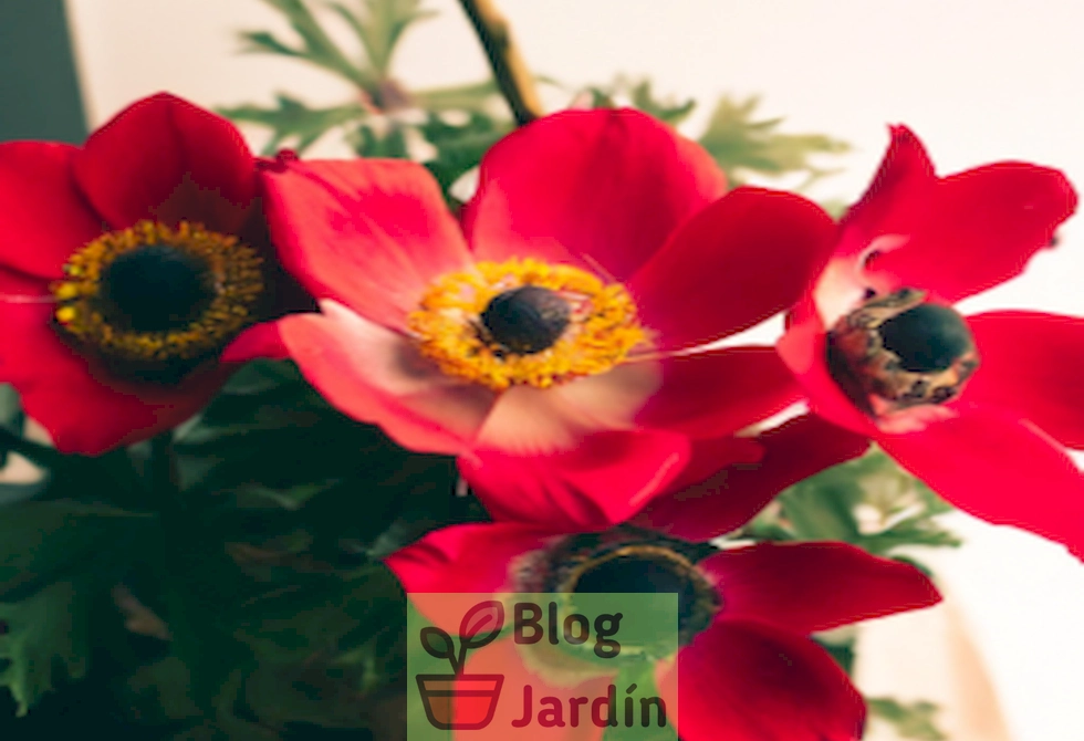 Imagen de anémonas japonesas en un macetero en un hogar, mostrando colores vibrantes y un ambiente acogedor para el cultivo de estas hermosas flores.