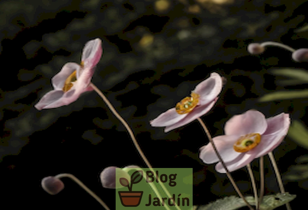 Imagen de anémonas japonesas floreciendo en un jardín doméstico.