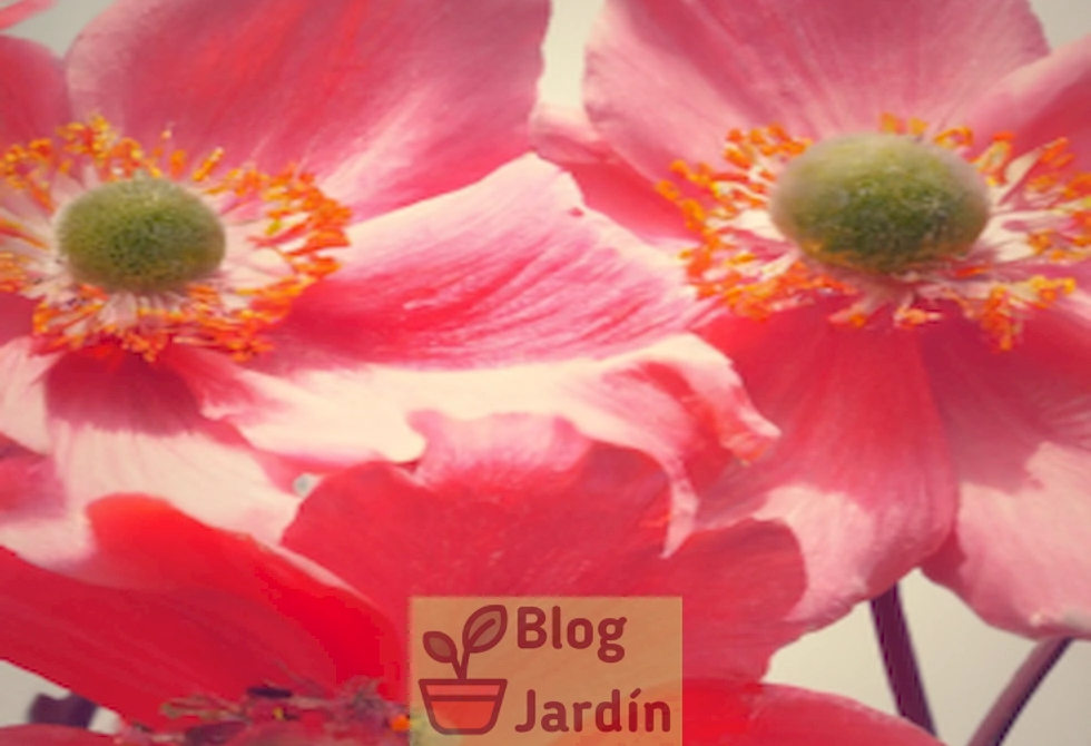 Imagen de hermosas anémonas japonesas en un jardín doméstico.