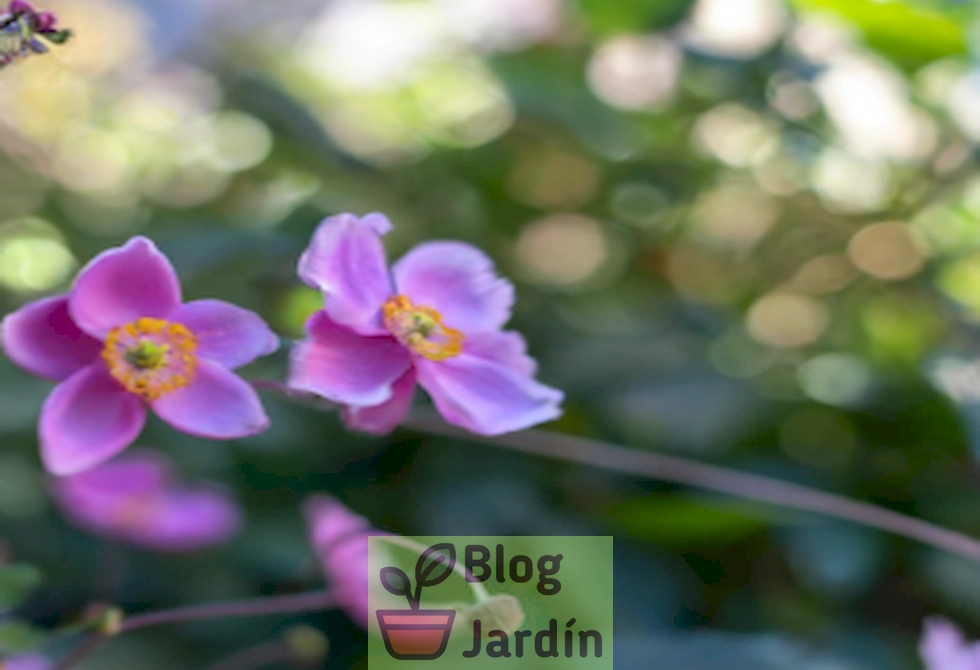 Imagen de anémonas japonesas floreciendo en un jardín doméstico.