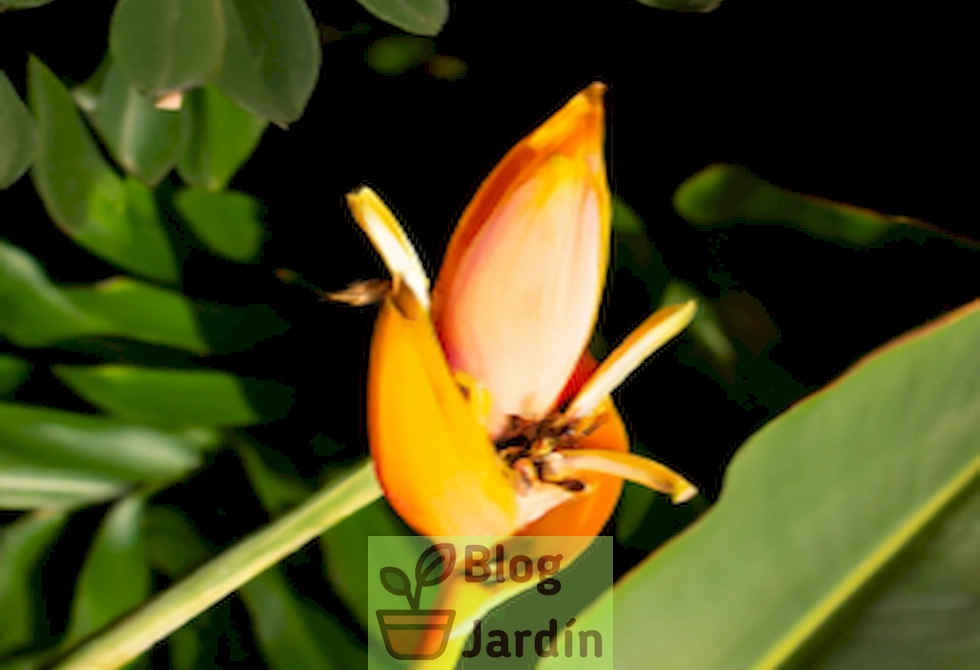 Imagen de una Flor de Cuchara en plena floración en un jardín soleado, con hojas verdes y forma de cuchara, ilustrando la belleza y cuidado de esta planta en un jardín doméstico.