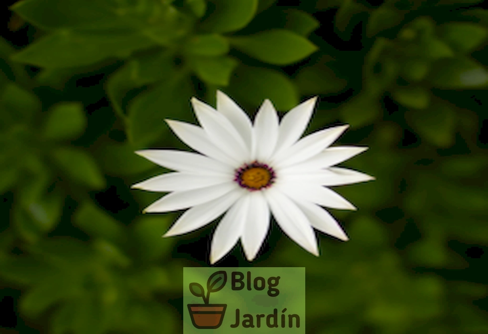 Imagen de una Flor de Cuchara en plena floración en un jardín con fondo de hojas verdes.