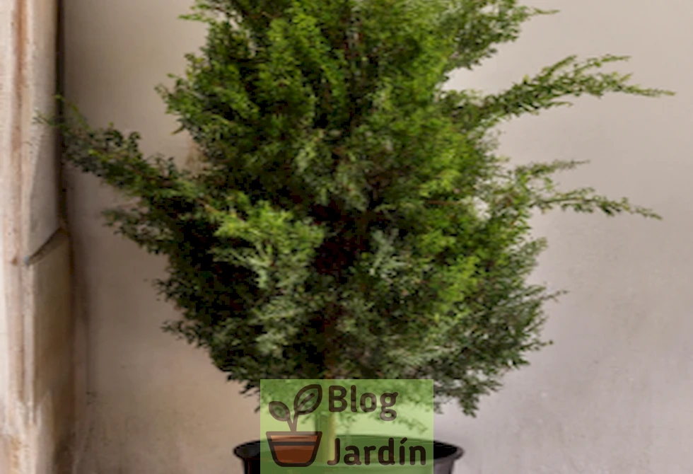 Imagen de un Italian Cypress en maceta, destacando su elegante forma y su cuidado en un entorno doméstico.