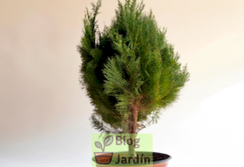 Imagen de un Italian Cypress en maceta, resaltando su elegancia y belleza para decorar jardines y patios.