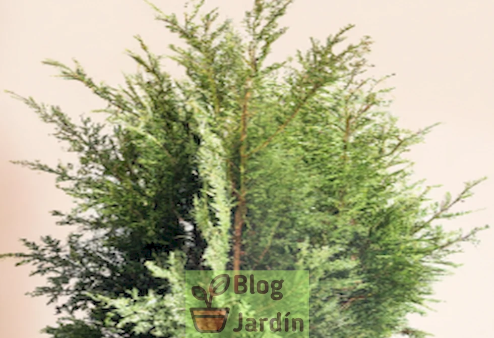 Italian Cypress en maceta con hojas verdes brillantes y forma cónica, destacando su elegante y estilizado aspecto.