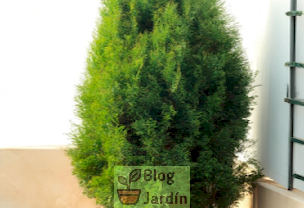 Imagen de un Italian Cypress en maceta, destacando su elegante forma vertical y su follaje verde oscuro, perfecto para la decoración de espacios exteriores.