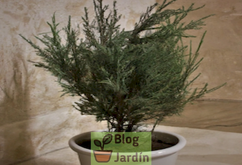 Elegante Italian Cypress en maceta: tips y cuidados para cultivarlo en casa