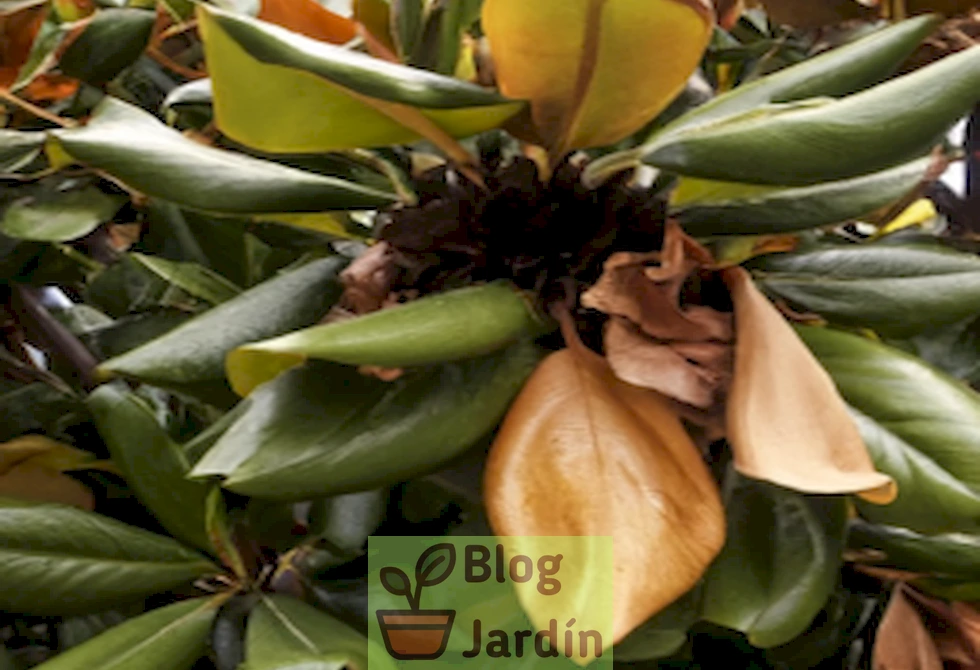 Imagen de una magnolia con hojas amarillas, mostrando claramente los síntomas de falta de nutrientes. Aprende cómo solucionar este problema en tu jardín.