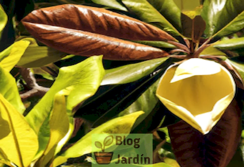 Imagen de una magnolia con hojas amarillas, ilustrando problemas de salud en la planta y posibles soluciones.