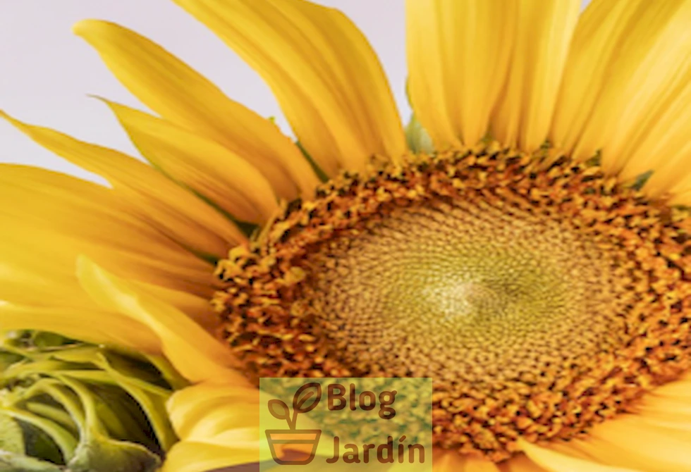 Imagen de girasol amarillo con flores comestibles en primer plano.