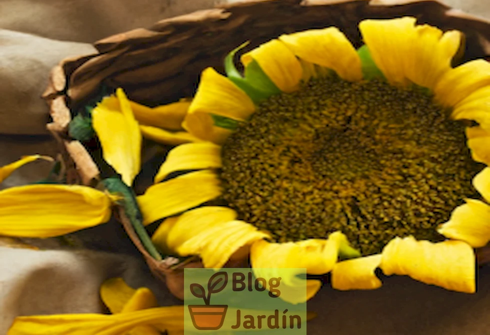 Imagen de flores de girasol comestibles.