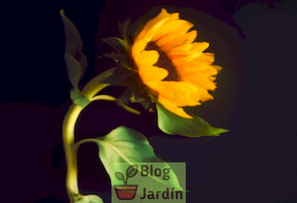 Descubre una curiosidad: las flores de girasol son comestibles