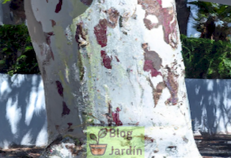 Árbol con la corteza protegida con pintura blanca para evitar daños ambientales y mejorar su salud.