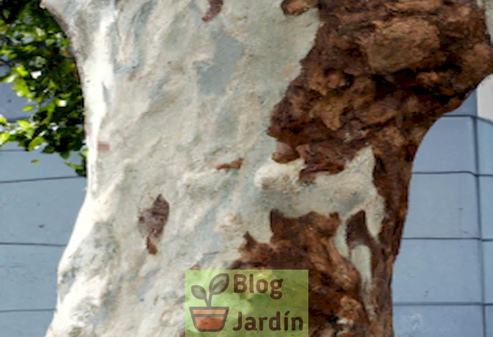 'Un árbol con la corteza protegida con una capa de pintura blanca'.