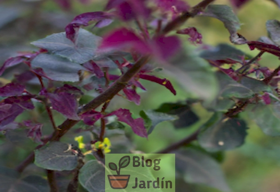 Imagen mostrando la correcta poda de un cotinus Royal Purple para promover un crecimiento saludable y una hermosa floración.