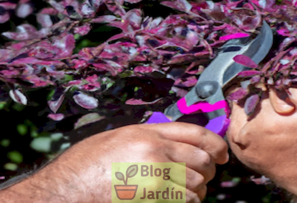 Imagen ilustrativa de un experto realizando la poda adecuada en un cotinus Royal Purple.