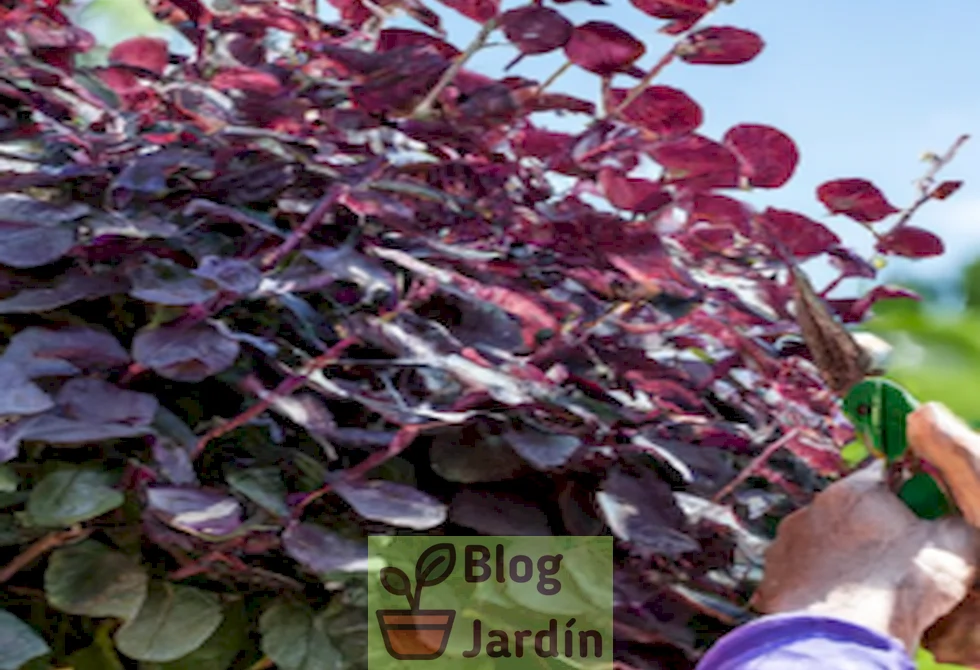 Imagen de una persona podando un arbusto Cotinus Royal Purple siguiendo las técnicas adecuadas de poda.
