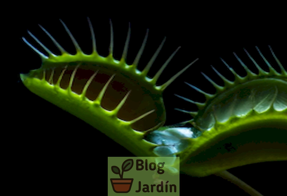 Imagen de una Venus Flytrap oscureciéndose, ilustrando la necesidad de saber cómo actuar en esta situación.