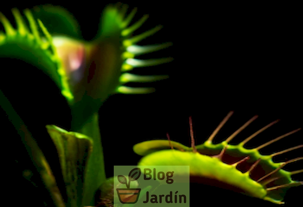 Imagen de una Venus Flytrap con signos de marchitez y ennegrecimiento, ilustrando el proceso de declive de la planta.