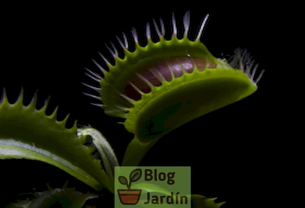 'Imagen de una Venus Flytrap con hojas negras, ilustrando un problema común en esta planta carnívora. Aprende cómo solucionarlo en nuestro artículo'.