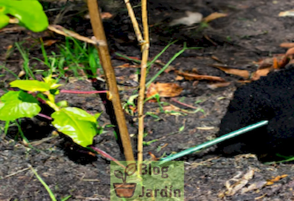 Imagen ilustrativa de los pasos clave para trasplantar arándanos con éxito en un jardín.