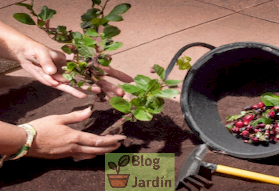 'Imagen ilustrativa de manos trasplantando un arándano en un jardín, acompañada de herramientas de jardinería y macetas. Representación visual de los pasos clave para trasplantar arándanos con éxito.'
