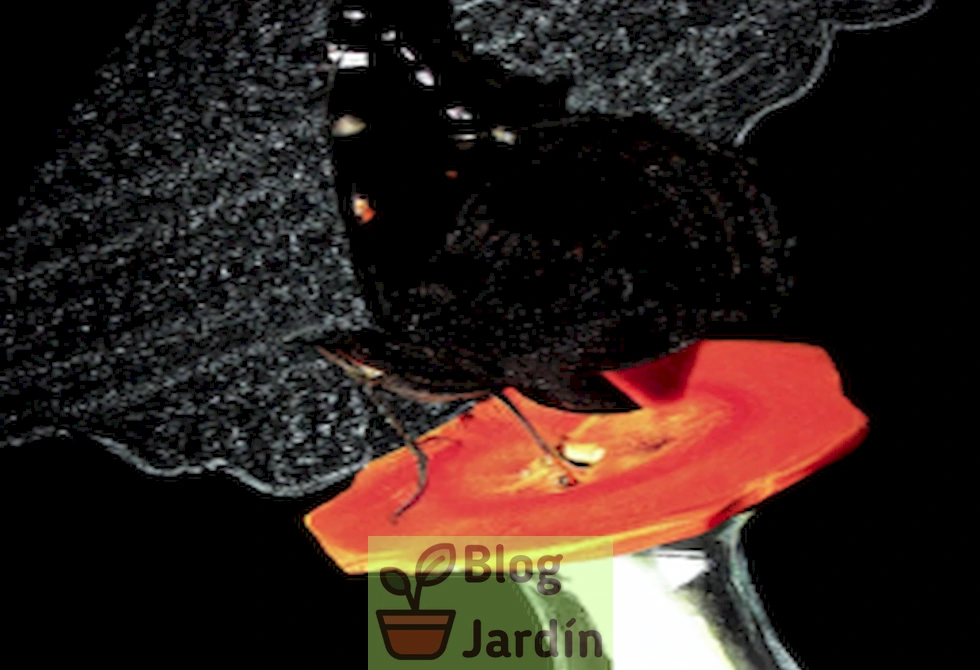 Una mariposa negra con delicadas alas de encaje posada sobre una jugosa zanahoria.