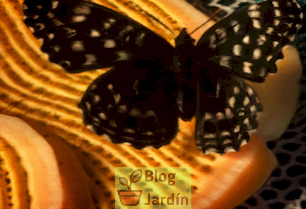 Imagen de una mariposa negra con alas de encaje posada sobre una zanahoria.