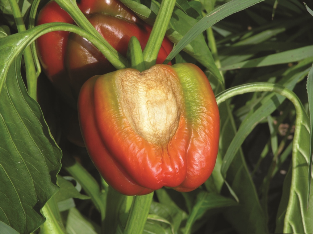 A qué se debe que mis pimientos se marchiten rápidamente