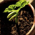 Adzuki Bean Plant: Descubre cómo plantar y cultivar adzukis