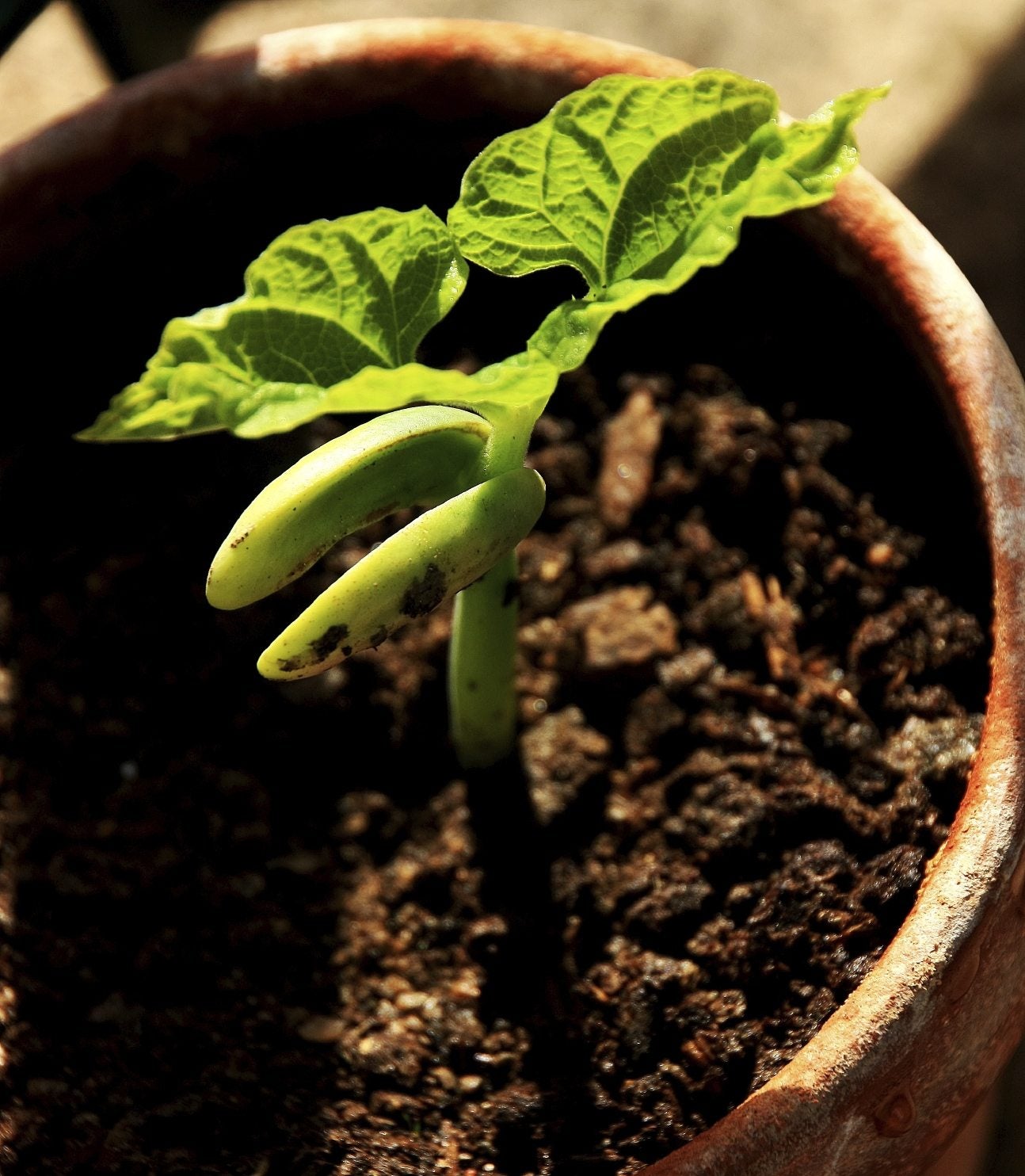 Adzuki Bean Plant: Descubre cómo plantar y cultivar adzukis
