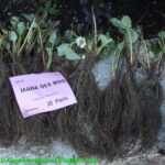 Almacenamiento y plantación adecuada de fresas de raíz desnuda