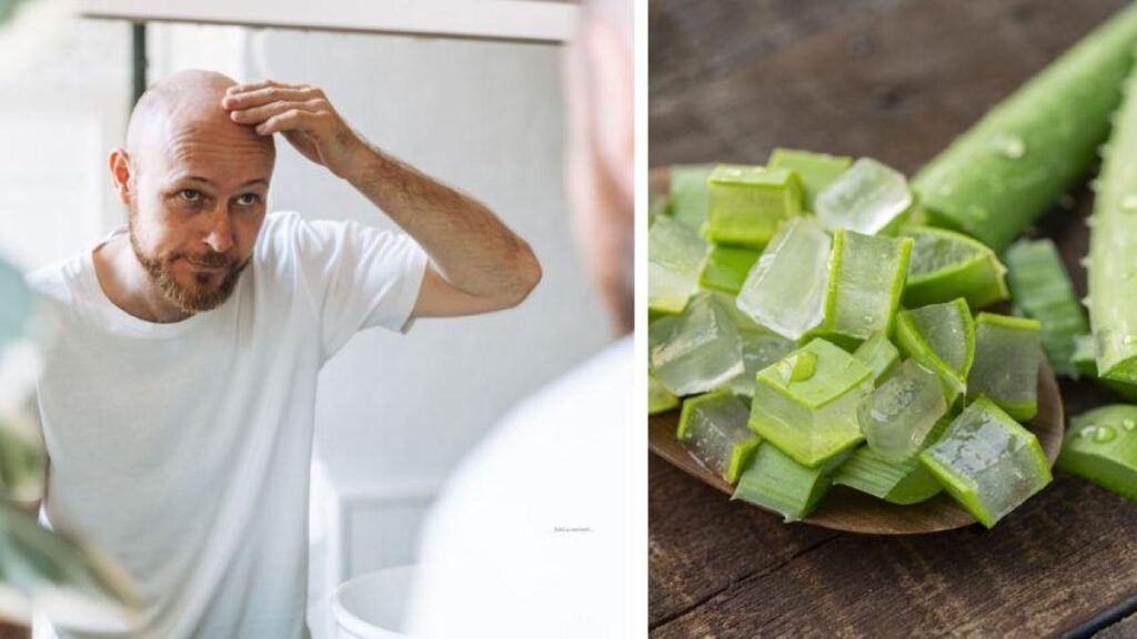 Aloe Vera Caída: 7 Razones Comunes y Cómo Solucionarlas