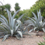 Aloe Vera y Agave: en qué se diferencian y se asemejan