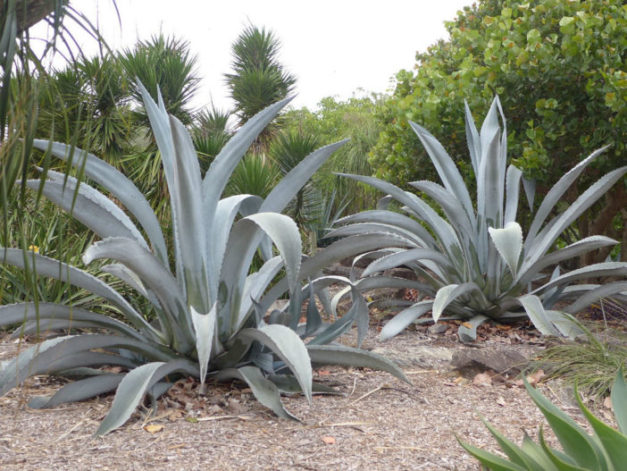 Aloe Vera y Agave: en qué se diferencian y se asemejan