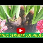 Amaryllis Bulblets: Cómo Separar los Bulbos y Renuevos