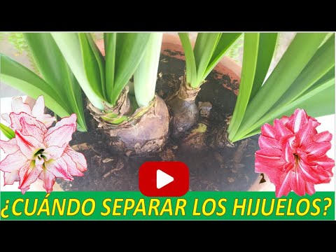 Amaryllis Bulblets: Cómo Separar los Bulbos y Renuevos